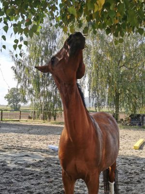 AD2FF22E-8E07-489B-AF0A-79E45237EDAB